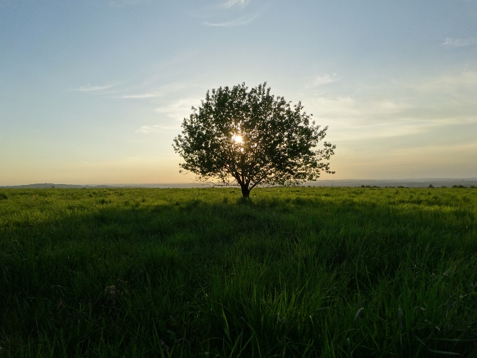 Landscape tree nature grass