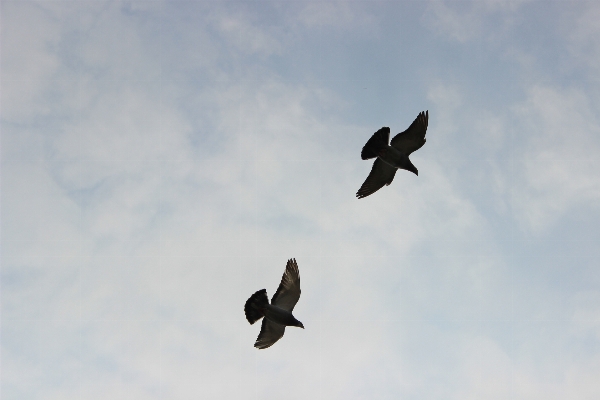 Natur vogel flügel himmel Foto