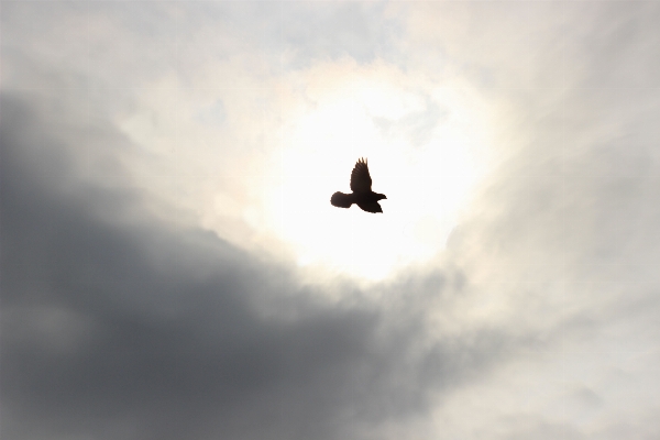 Nature bird wing cloud Photo