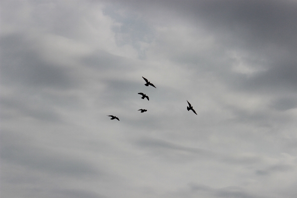 Nature bird wing cloud Photo