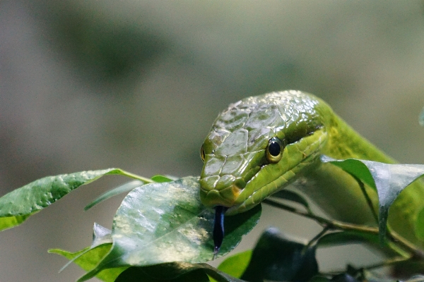 Photo Faune vert reptile fauna