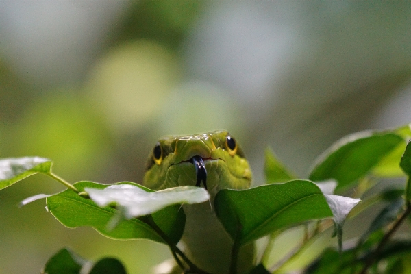 Nature branch leaf flower Photo