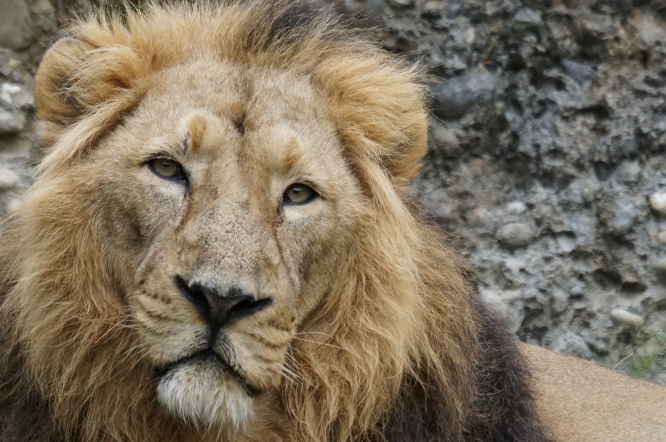 Aventure homme faune zoo