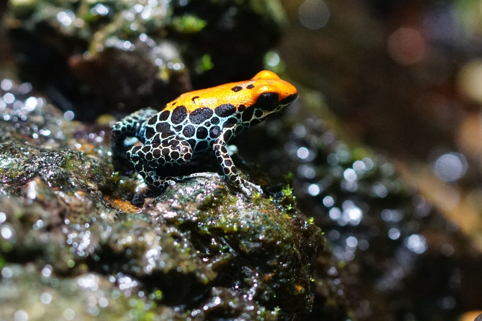 Nature faune sous-marin la biologie