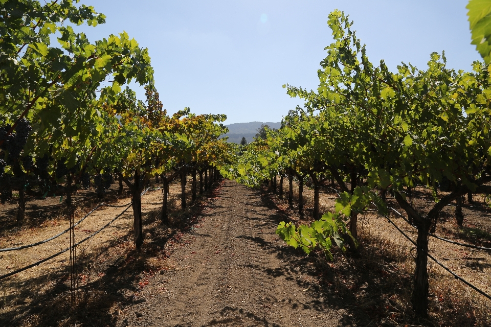 Albero vine vigneti vino