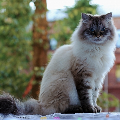 Photo Animal de compagnie chaton chat mammifère