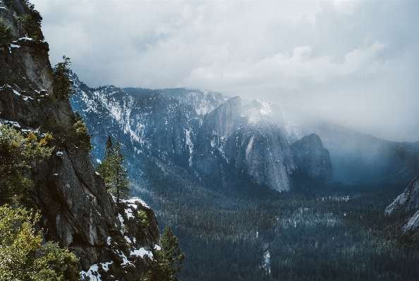 Landscape tree nature forest Photo