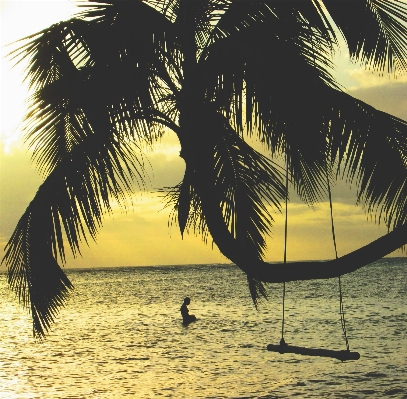 Foto Pantai laut pohon air