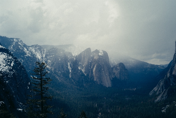 Landscape tree nature forest Photo