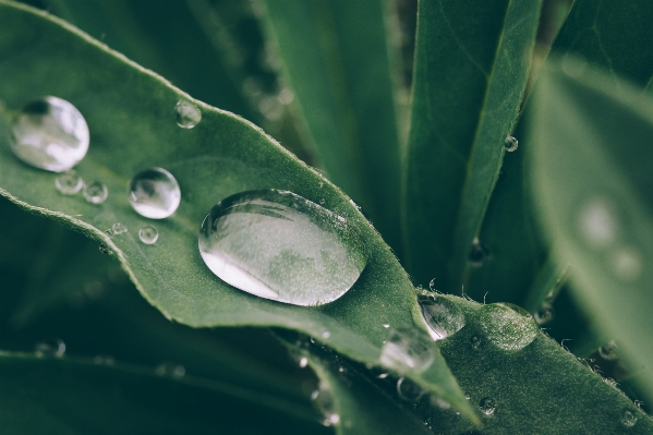 Water nature grass drop Photo