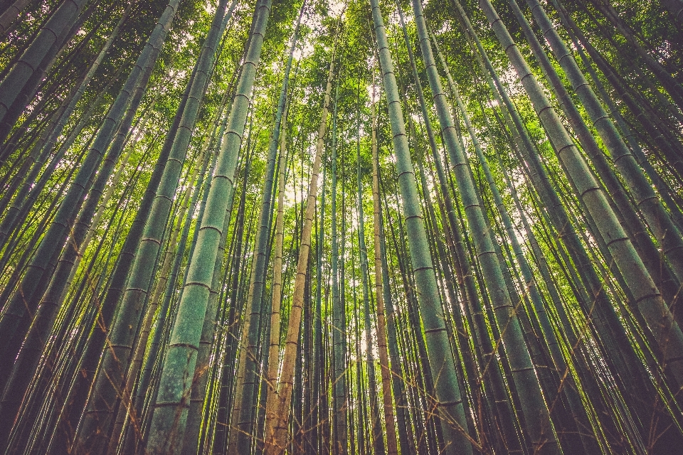 Pohon alam hutan cabang