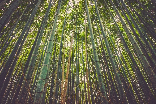 Tree nature forest branch Photo