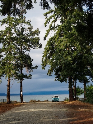 Landscape tree water nature Photo