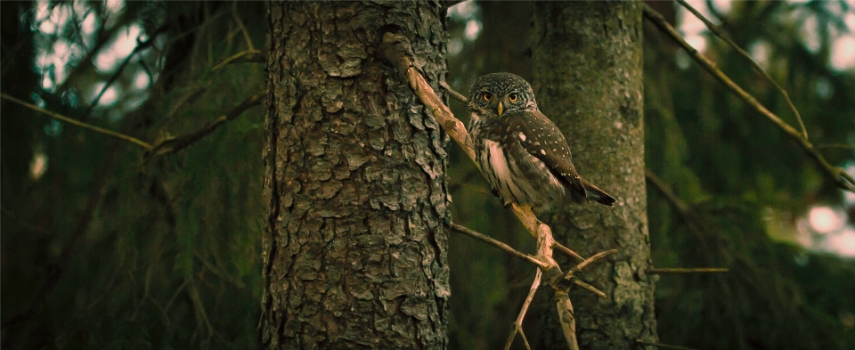 Tree nature forest branch