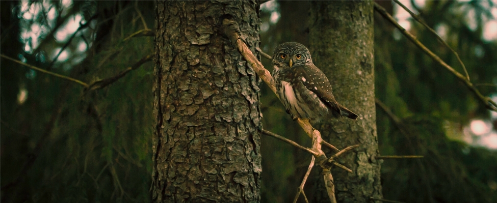 Tree nature forest branch Photo