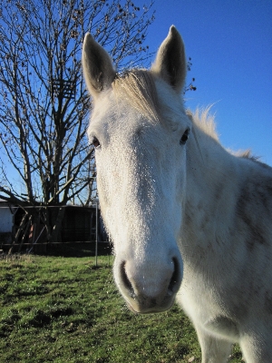 White sweet portrait pasture Photo