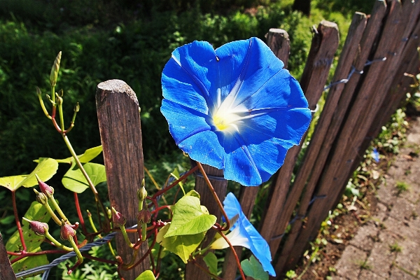 Nature plant leaf flower Photo