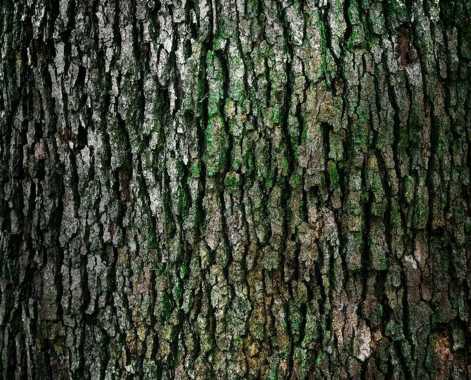 Baum wald zweig anlage