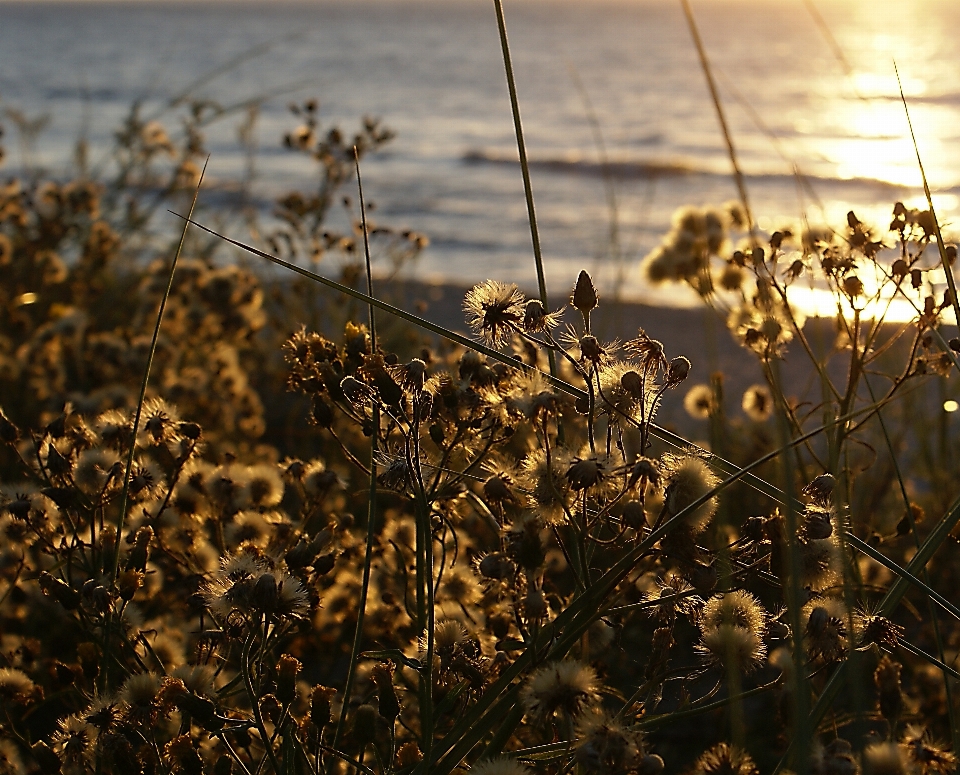 Mar natureza grama filial