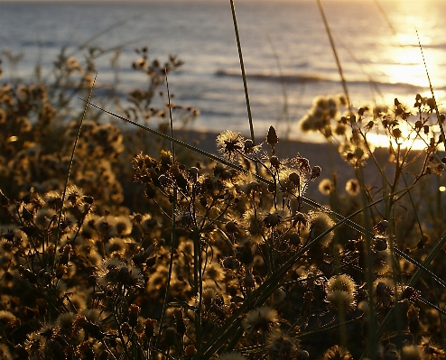 Sea nature grass branch Photo