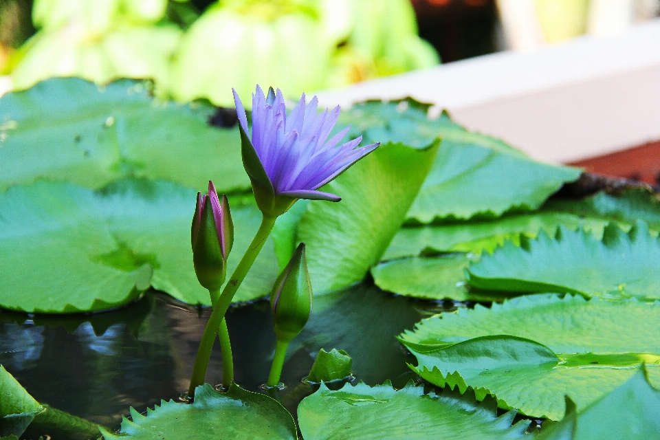 自然 アウトドア 植物 葉