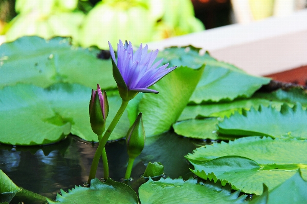 Foto Alam luar ruangan tanaman daun