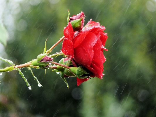 Nature branch blossom plant Photo