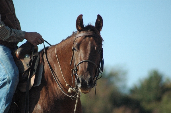 Ranch horse rein mammal Photo