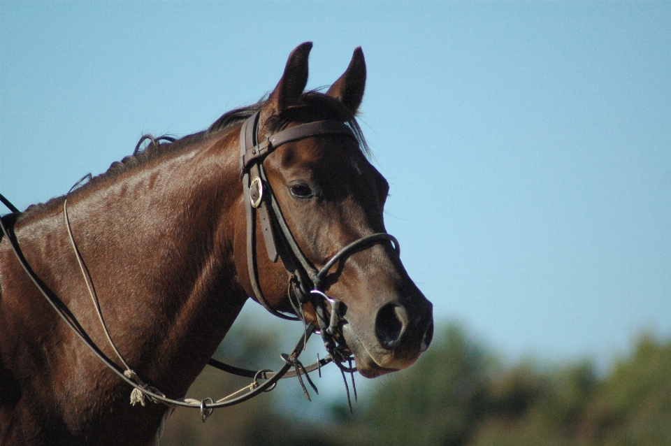 Rancho
 cavalo rédea
 mamífero