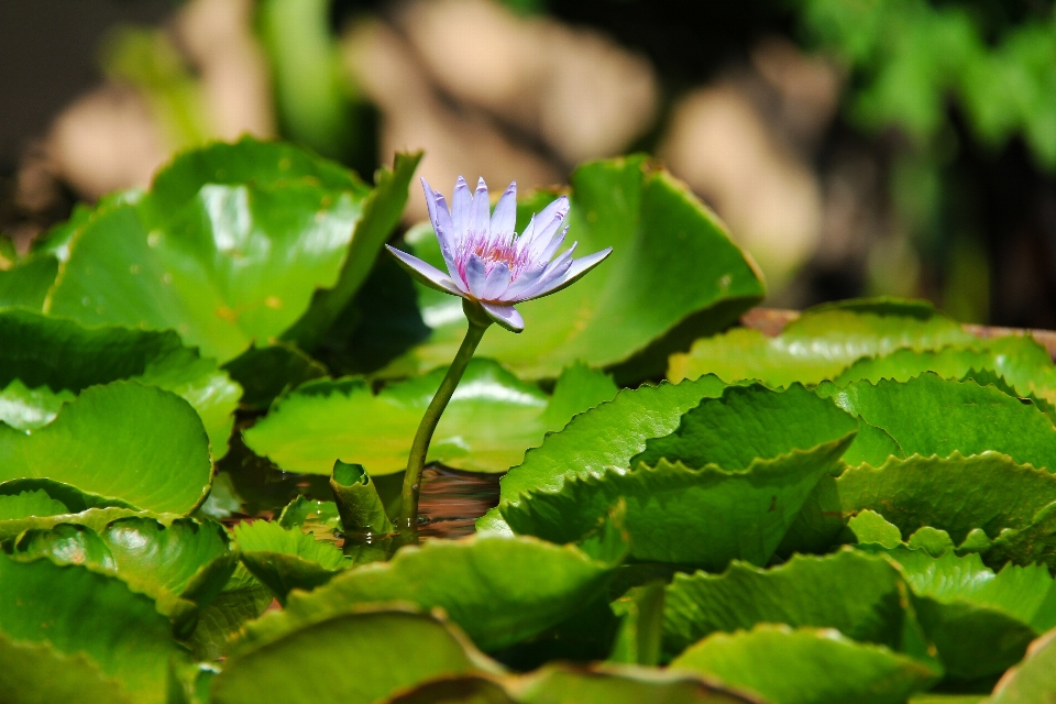 自然 アウトドア 花 植物