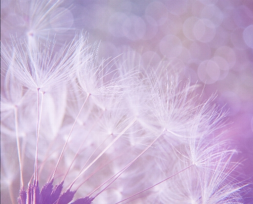 Grass blossom bokeh abstract Photo