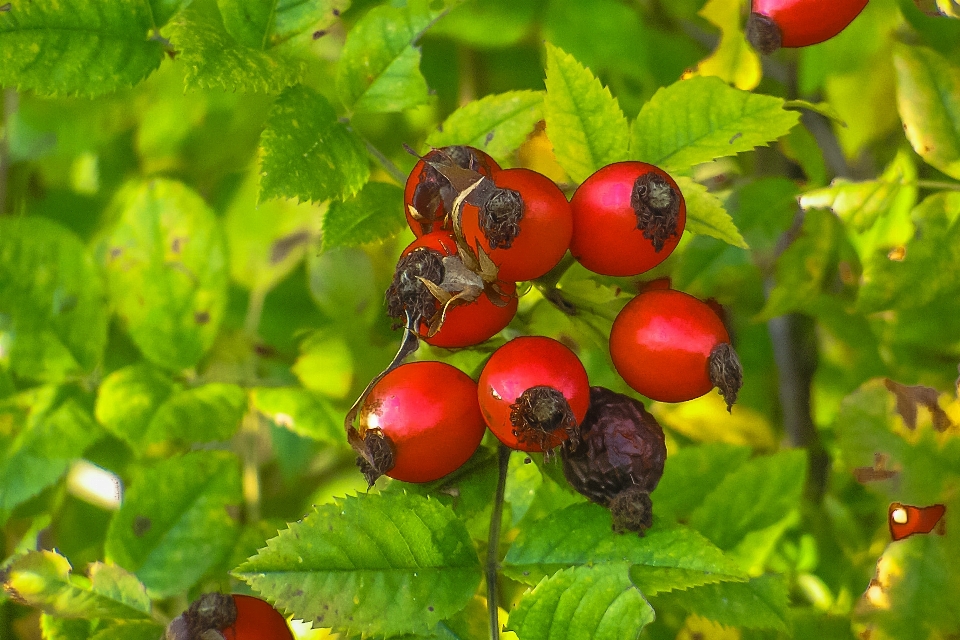 Nature branch plant fruit