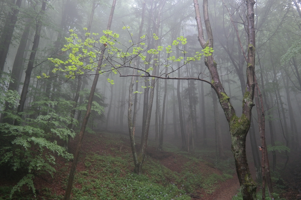 Pohon alam hutan gurun
