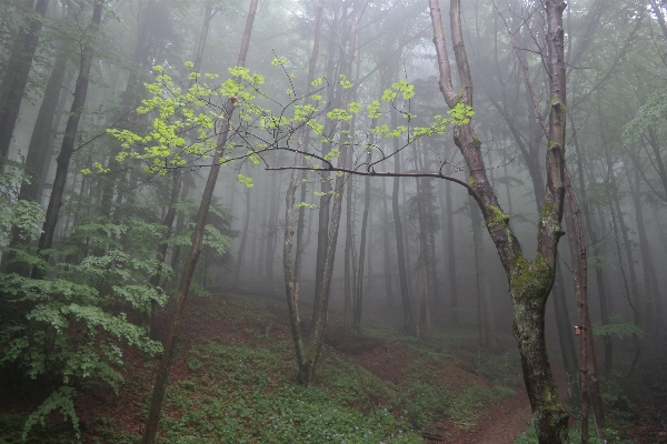 Foto Albero natura foresta selvaggia
