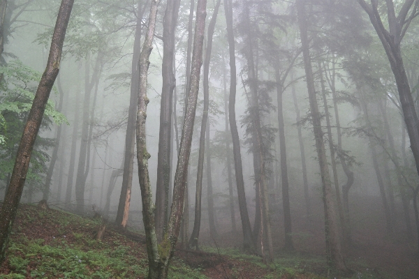 Tree nature forest branch Photo