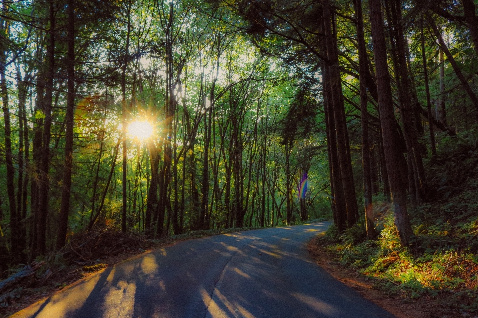 Paesaggio albero natura foresta