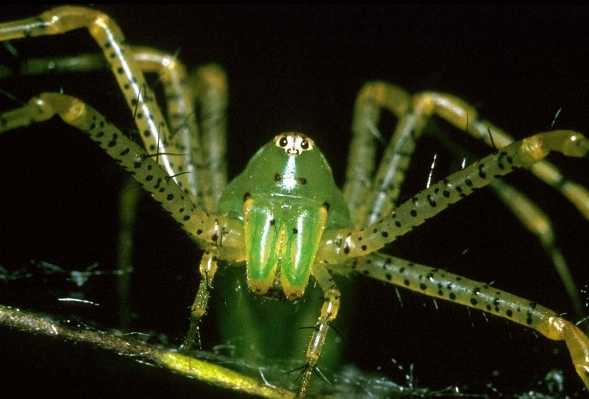 Foto Fotografi hijau serangga makro