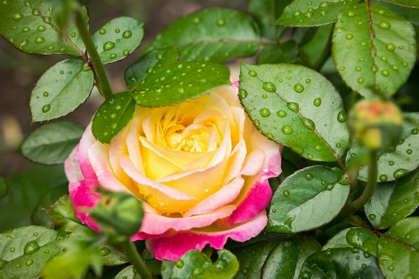 Water blossom plant rain Photo