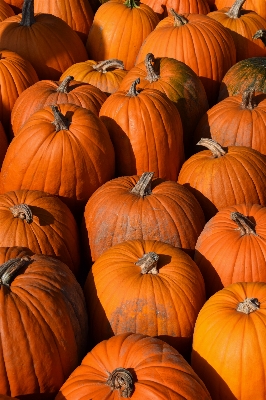 Foto Raccolto autunno zucca agricoltura