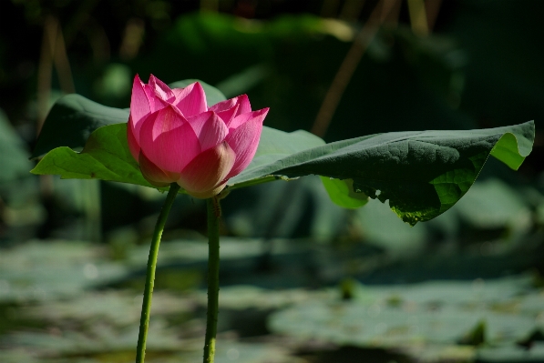 Nature blossom light plant Photo