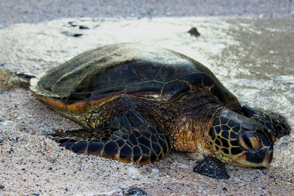 Beach sea water nature Photo