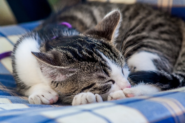 Foto Bianco e nero
 dolce animale