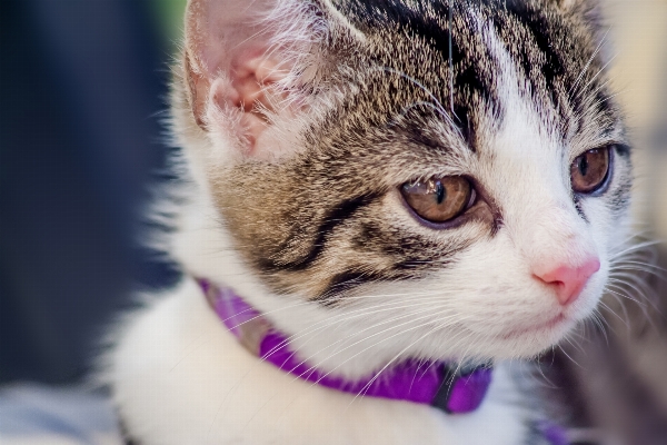 Foto Bianco e nero
 dolce animale