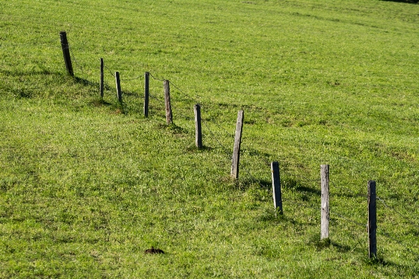 Nature grass fence barbed wire Photo