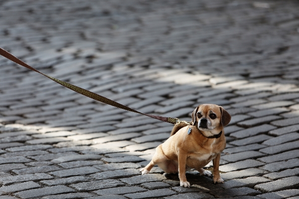 石畳
 子犬 犬 ペット 写真