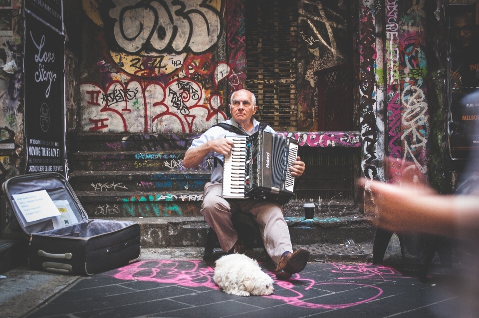 Música cidade cachorro urbano