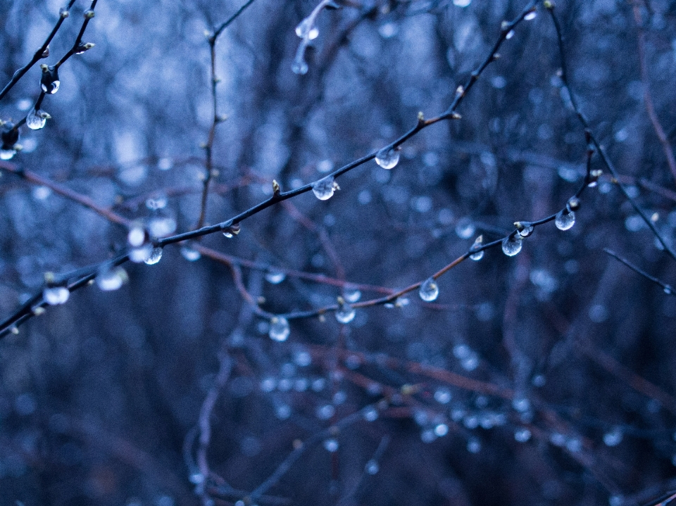 Albero acqua natura foresta