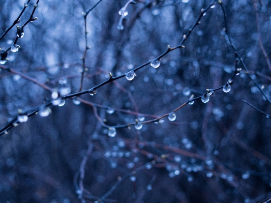 Tree water nature forest Photo