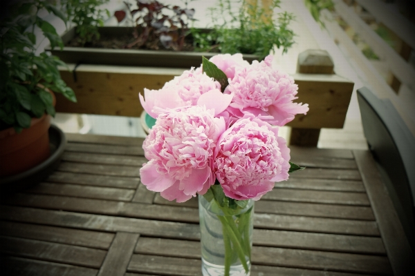 Plant flower vase pink Photo