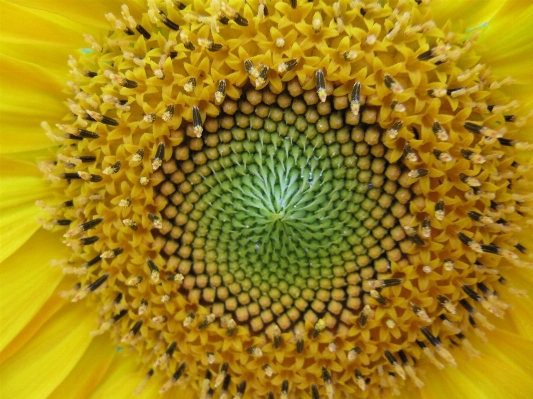 Blossom plant flower bloom Photo